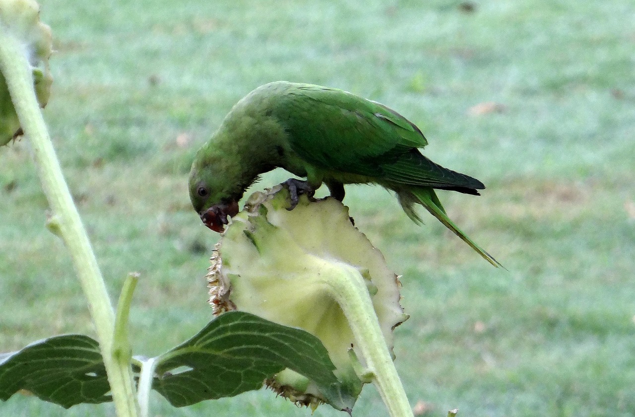 rose-ringed-parakeet-psittacula-free-photo-on-pixabay-pixabay