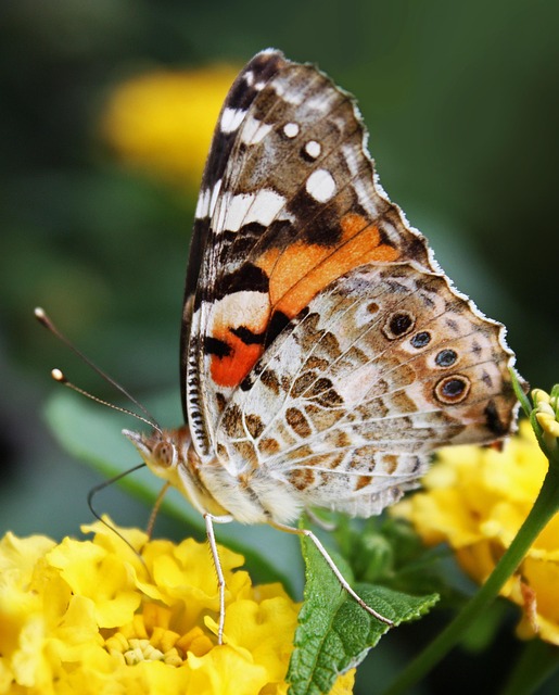 Free Butterfly Insect photo and picture