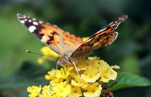 Free Butterfly Insect photo and picture