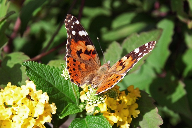 Free Butterfly Insect photo and picture