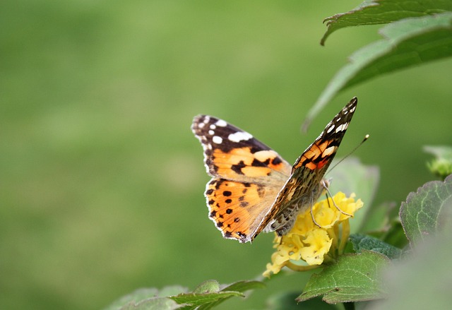 Free Butterfly Insect photo and picture