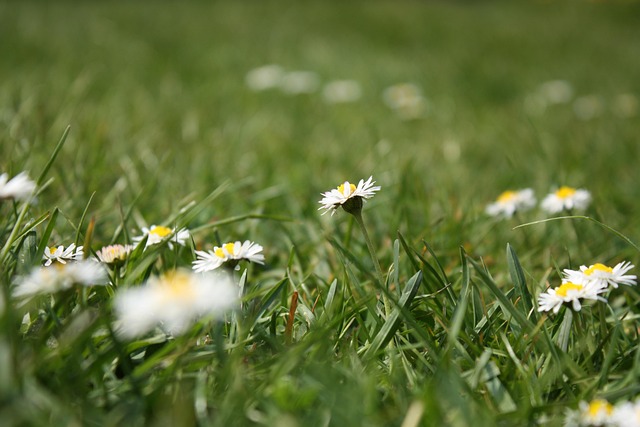 Free Flower Meadow Daisy photo and picture