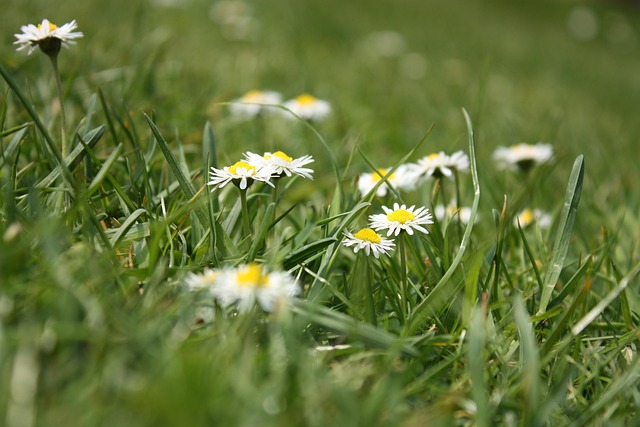 Free Flower Meadow Flower Wallpaper photo and picture