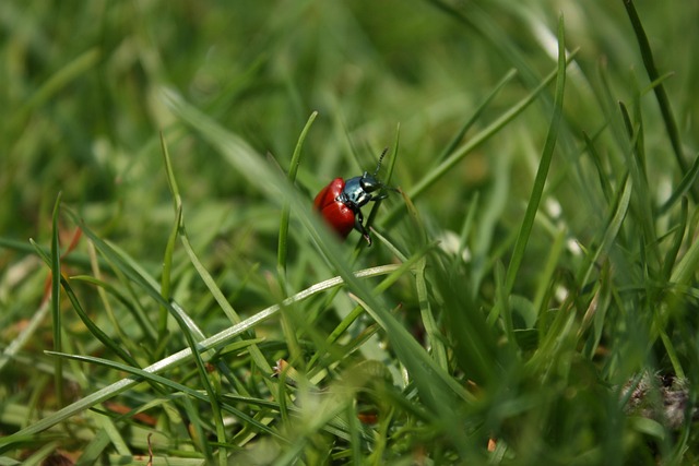 Free Beetle Grass photo and picture
