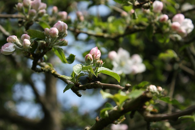 Free Apple Blossom Apple Tree photo and picture