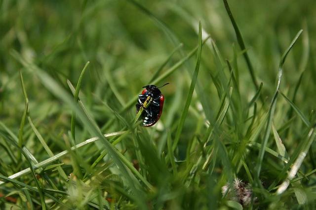 Free Beetle Insect photo and picture
