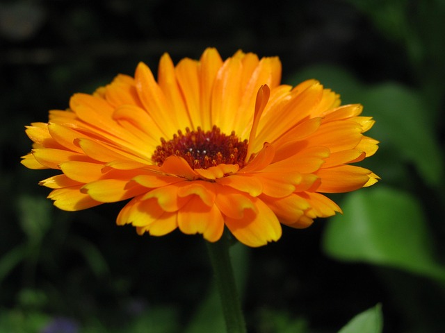 Free Blossom Bloom photo and picture