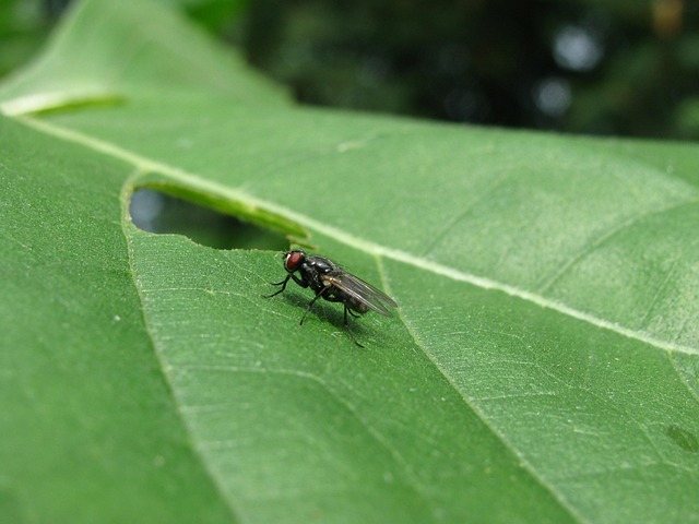 Free Fly Leaf photo and picture
