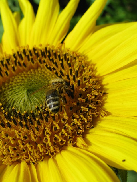 Free Sunflower Bee photo and picture