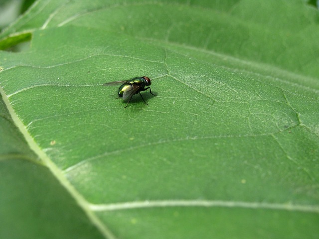 Free Fly Leaf photo and picture
