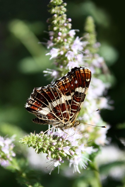 Free Butterfly Flower Background photo and picture