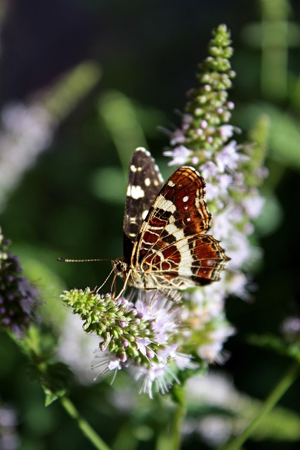 Free Butterfly Insect photo and picture
