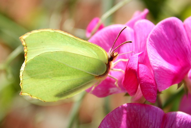 Free Gonepteryx Rhamni Butterfly photo and picture