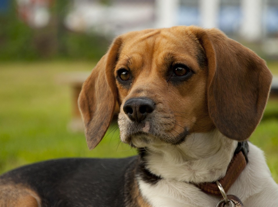 Hond Dier Bigel Gratis Foto Op Pixabay