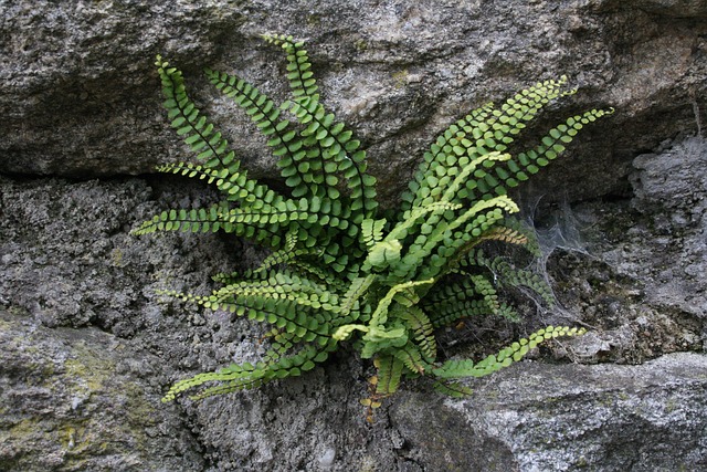 Free Fern Wall photo and picture