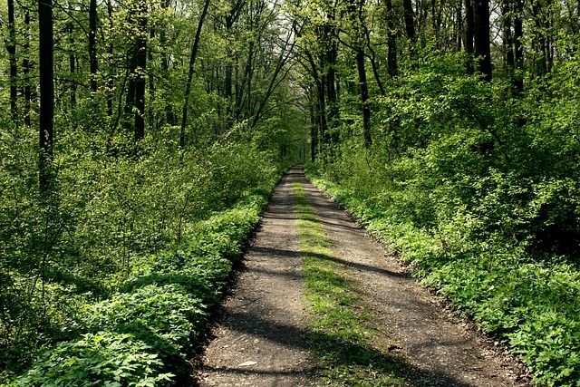 Free Way Trees photo and picture