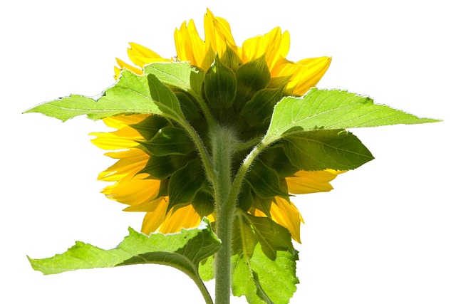 Zonnebloem, Achteruit, Butt, Rug, Geel