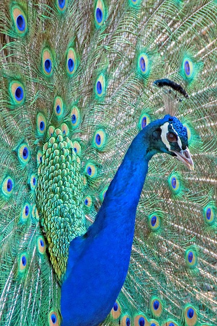 Pauw, Veren, Vogel, Hoofd, Bek, Natuur