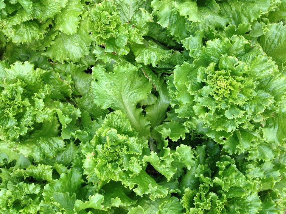 Lettuce Salad Farm · Free photo on Pixabay