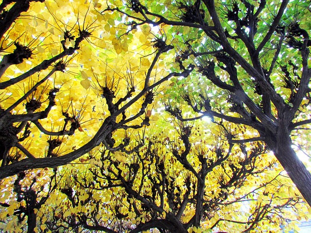 Free Deciduous Forest Yellow photo and picture