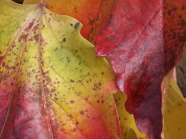 Free Golden October Leaves photo and picture