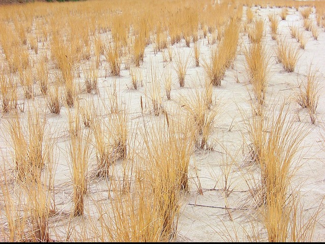 Free Oats Dune photo and picture