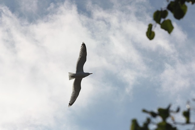 Free Gull Heaven photo and picture