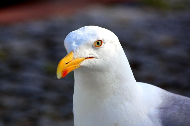 Free Gull Close Up photo and picture