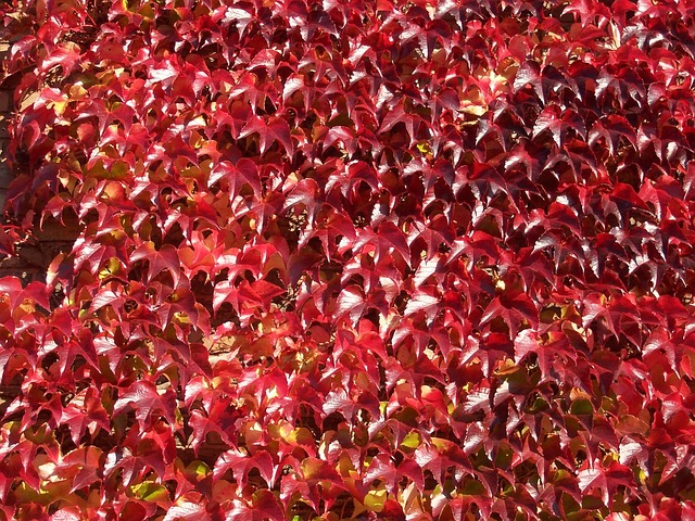 Free Wild Wine Wine photo and picture