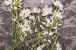 marguerites, flowers, withered
