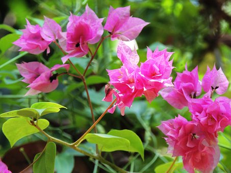 Free Flower Bougainvillea photo and picture