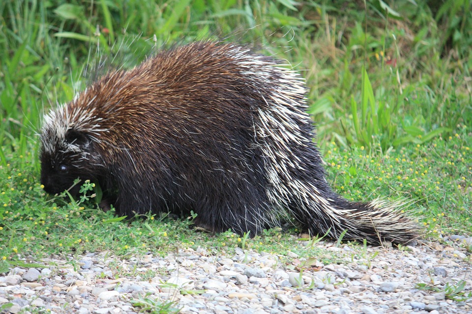 Canadian Porcupine Free photo on Pixabay