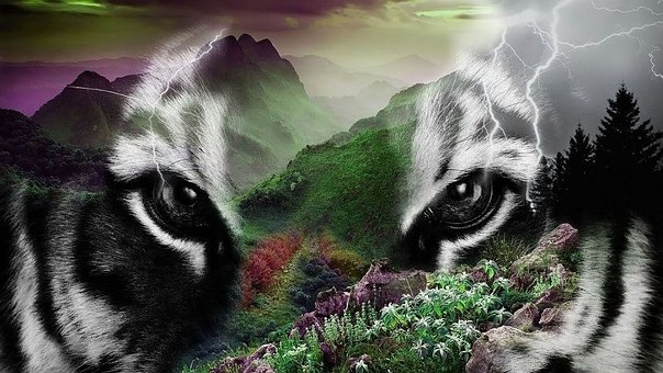 Free Wildlife Wildcat photo and picture