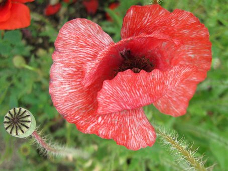 Free Poppies Shirley Poppy photo and picture