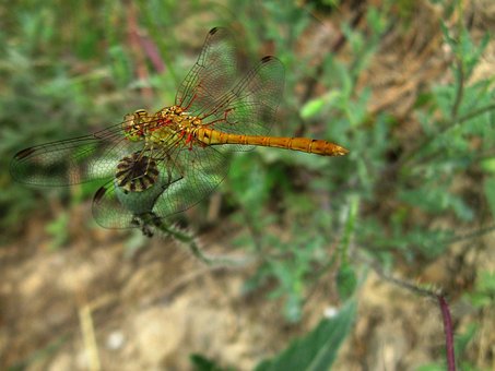 Free Dragonfly Insect photo and picture
