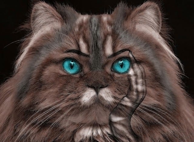 Free cat being black illustration