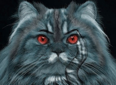 Free Cat Red illustration and picture