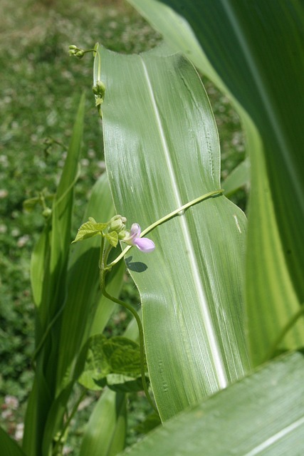 Free Corn Plant Bean Flower photo and picture