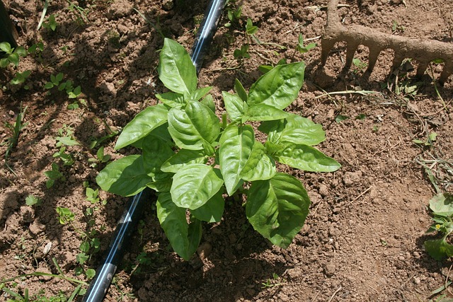 Free Basil Garden photo and picture