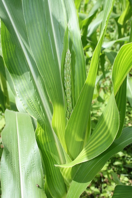 Free Corn Plant Nature photo and picture