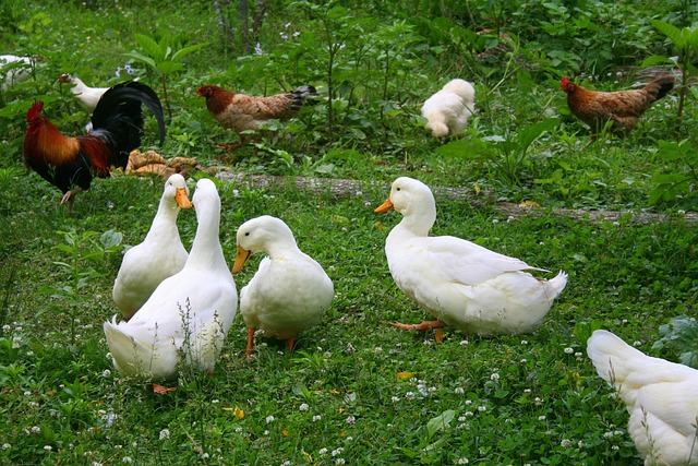 Free Ducks Chickens photo and picture