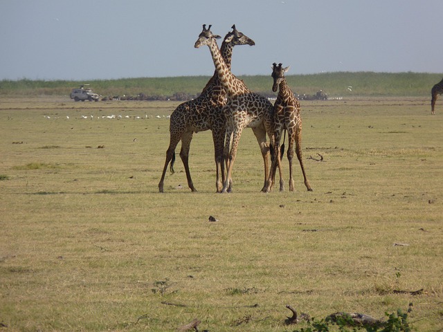 African savanna landscape