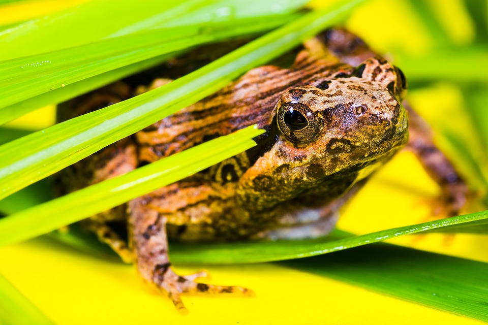 frog free images on pixabay