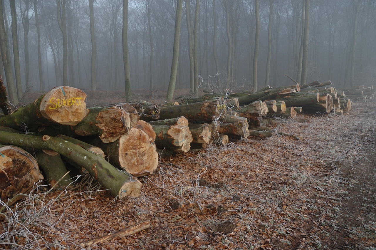 Forest - free online jigsaw puzzle photo