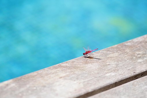 Free Dragonfly Pool photo and picture
