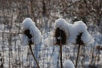 teazle, seeds, wild