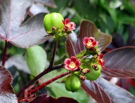 Jatropha Gossypiifolia, Sakit Bush