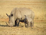 rhinos, rhinoceroses, rhinoceros