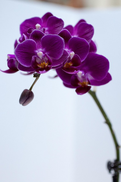 Orchidee, Bloem, Violet, Paars