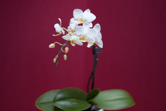 Orchidee, Bloem, Wit, Kleurrijke Bloemen